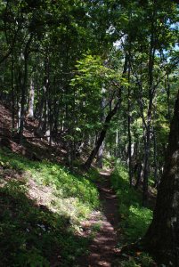 A trail leading through the George Washington National Forest near Douthat State Park in Virginia.