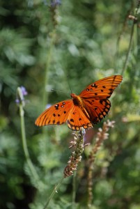 Our neighbor kept our flowering plants watered, and look who appreciated it as much as we did!