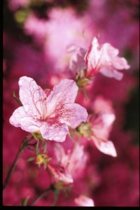 These are azalea blossoms, but they sort of look like japonicas . . . sorta.