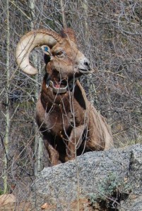 Judging by the collar on this Big Horn sheep where I was hiking in Colorado, someone's interested in how this guy fits into the ecosystem.  I'm glad!