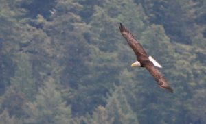 They followed us to the summit of Constitution Mountain. I'm sure of it.
