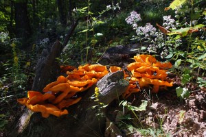 I'd never seen lichen like these in the woods.  Thanks to the bear that scared me off the path!