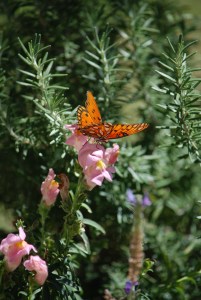 The more we saw these guys, the better our snapdragons and rosemary grew. 
