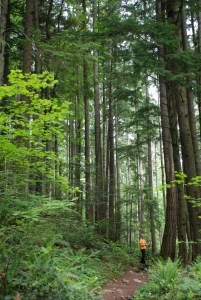 Astounding beauty in Tiger Mountain State Park.  I like to call this, "Vicki Among Giants." 
