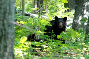 Farther up the trail from my first encounter, and much farther off through the trees, I eventually got a shot of the Mama Bear I'd seen earlier.