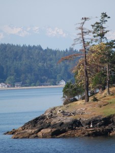 Look in the top of the left-most pine tree at the top right of the photo. See the two eagles? 