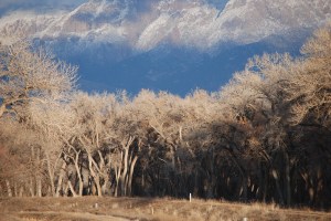 Beautiful scenery against the backdrop of the Sandia Mountains.