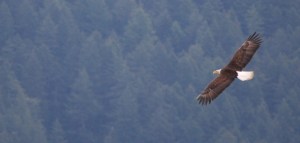 Such incredible creatures...